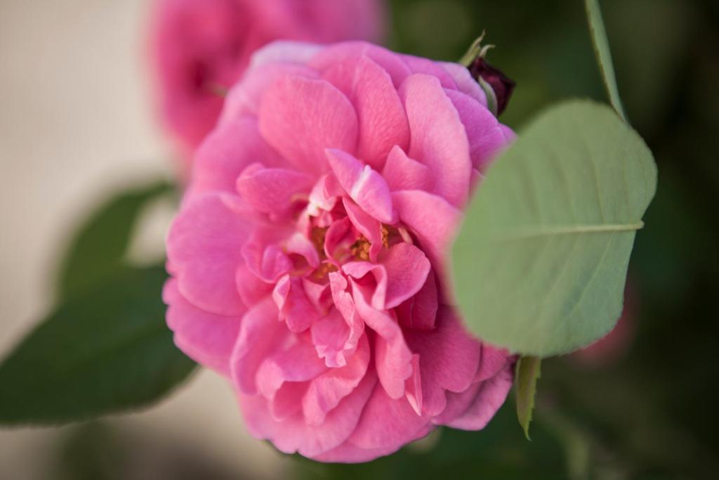 Villino Di Porporano Bed & Breakfast ปาร์มา ภายนอก รูปภาพ